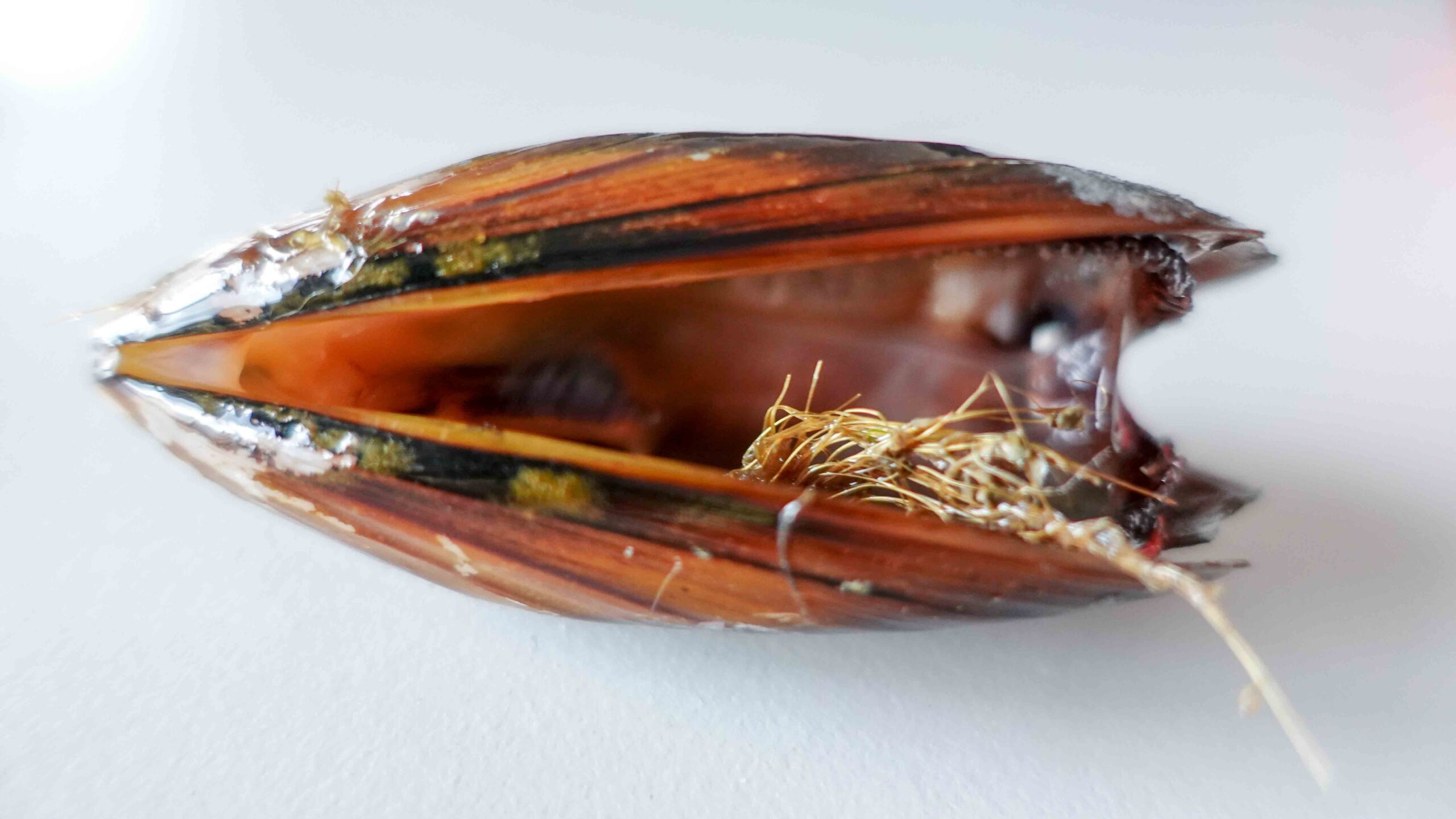Spoiled mussel on a table